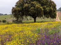 Violetter und gelber Blumenteppich vor einzelner Steineiche